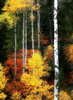 Autumn*59*