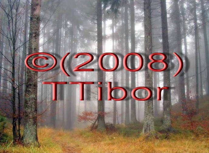 Forest*58*