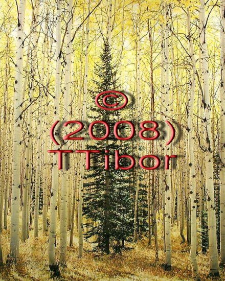 Forest*38*