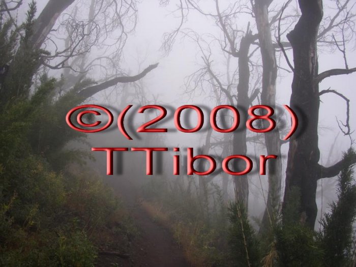Forest*18*