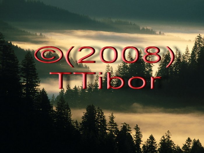 Forest*08*