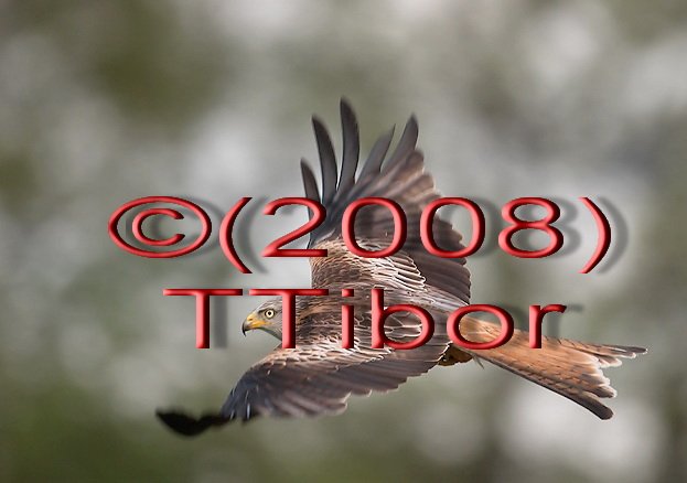 Falcon*03*