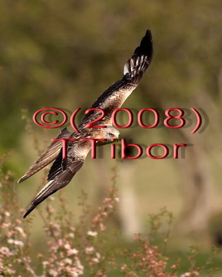 Falcon*01*