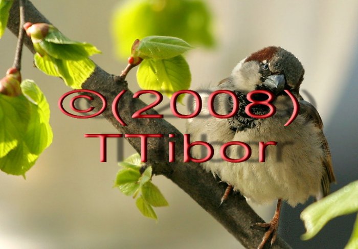 Bird*02*