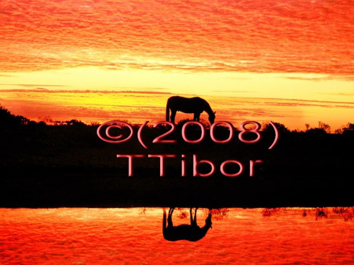 Horse*06*