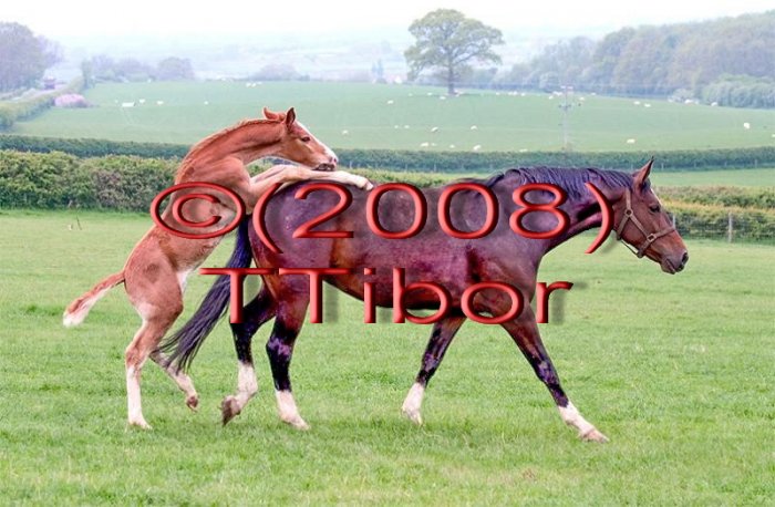 Horses*02*