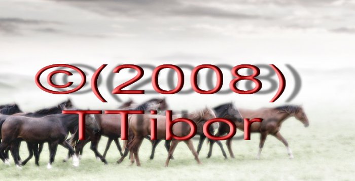 Horses*01*