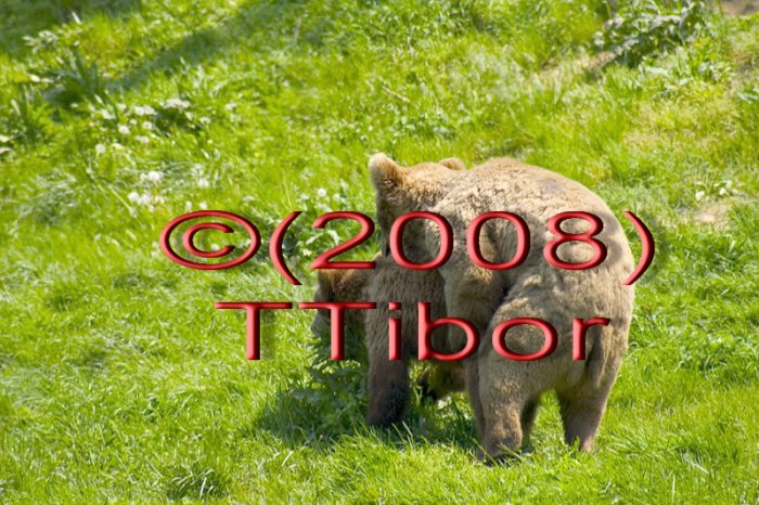 Bears*01*