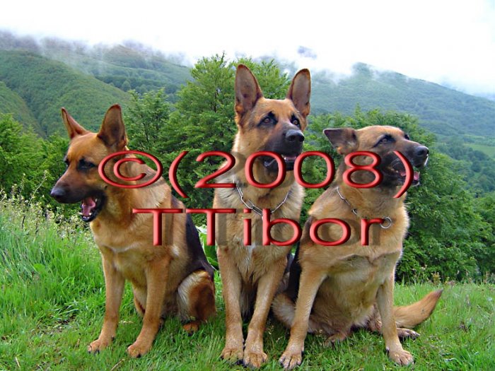 Dogs*02*