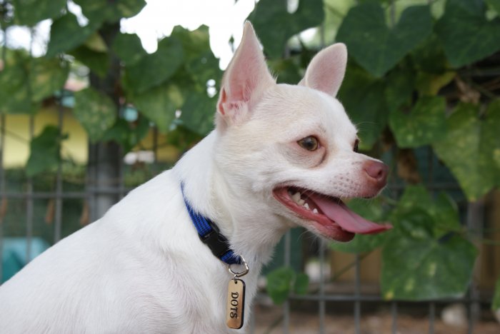 Double-sided doggie name tags