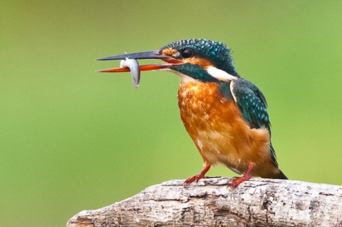 Bird pictures/Images