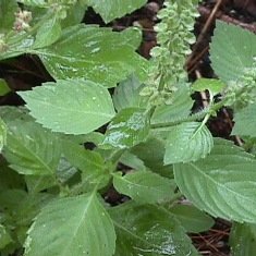 Tulsi Capsules 500mg | Tulsi Ocimum Sanctum and Holy Basil