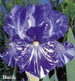 BATIK (Esminger '86) - available to CANADA ONLY !