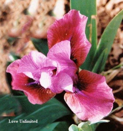 LOVE UNLIMITED - available to CANADA ONLY !