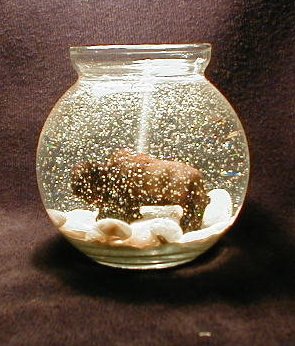 Buffalo 1