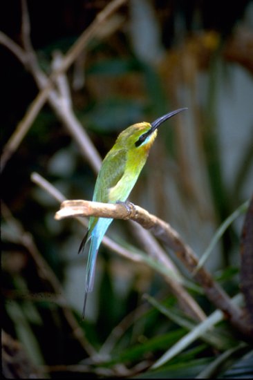 Tropical Bird