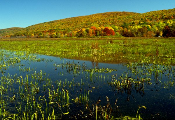 Basherkill Marsh
