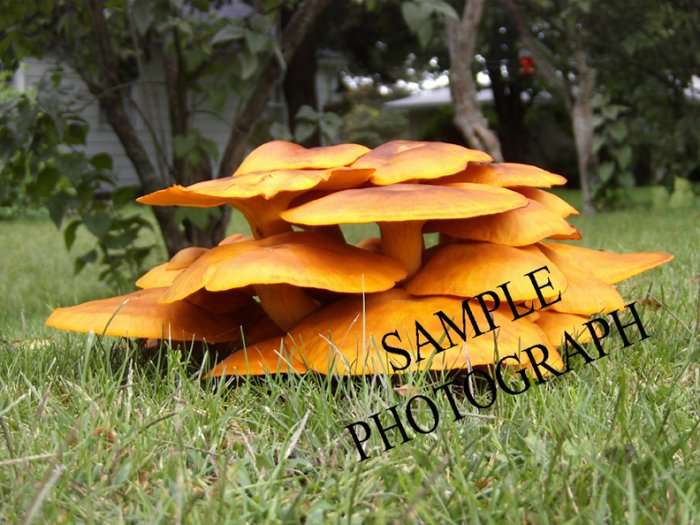 Mushrooms!