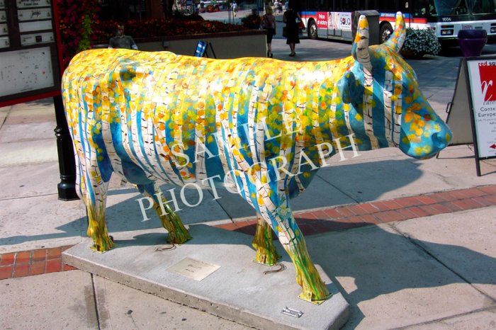 Cows On Parade - Cowlorado The Beautiful