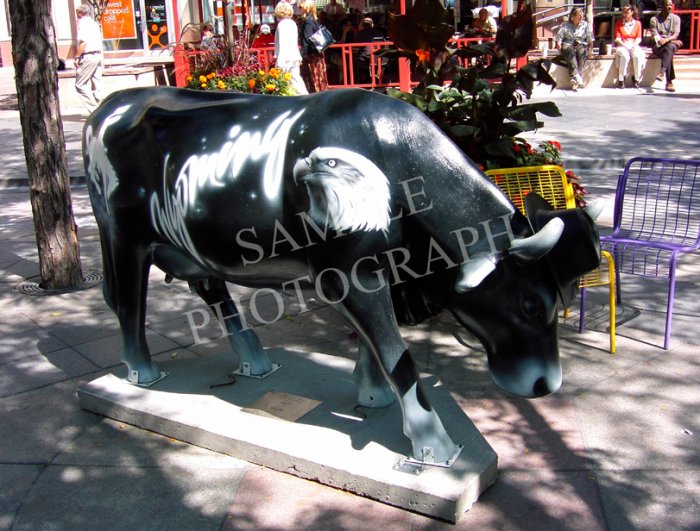 Cows On Parade - The Cow Boys