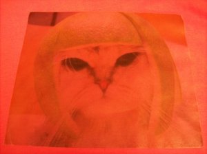 cat melon head