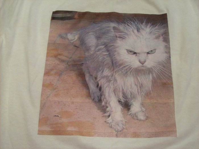 10-12, white, LOL cat - wet and grumpy