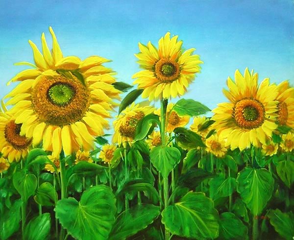 sunflower