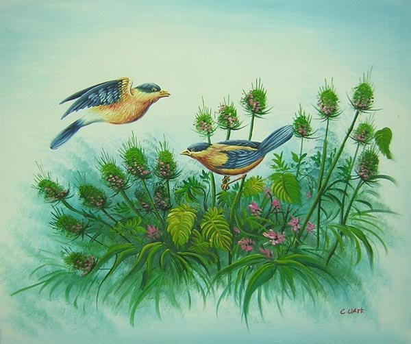 birds