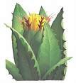 Blessed Thistle