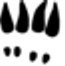 Deer Tracks