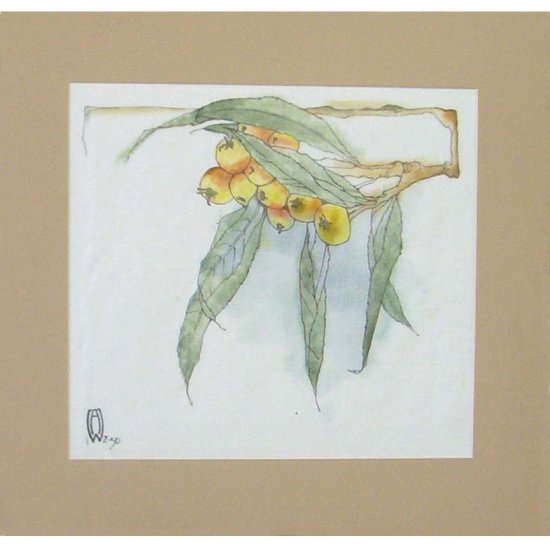 Loquat