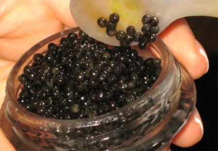 Russian Ossetra Caviar Buy Ossetra Caviar Online 8x1oz jars