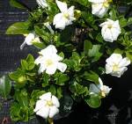 Gardenia - 20 Hand Dipped Incense Sticks - Floral