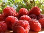 Raspberry Delight - 20 Hand Dipped Incense Sticis - Fruit and Berry