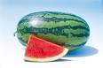 Watermelon - 20 Hand Dipped Incense Sticks - Fruit and Berry