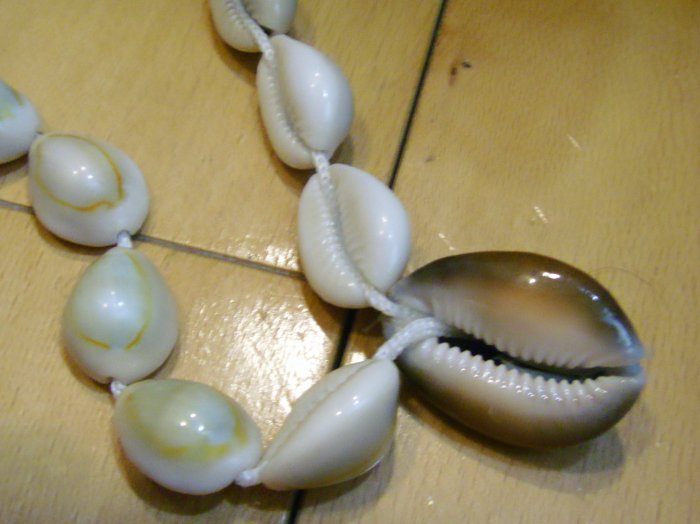 Oceanfrost Collection: an army of shells