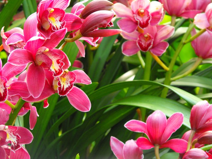 Pinks