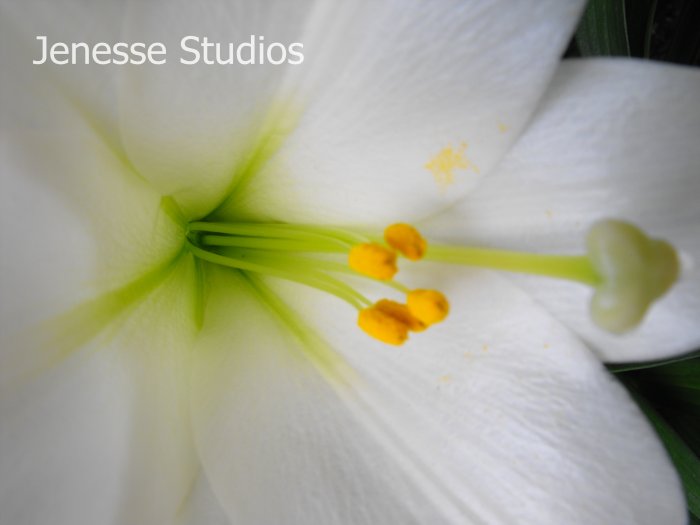 Lily close up
