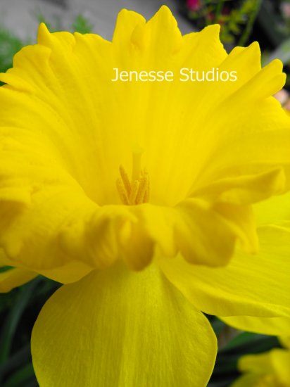 daffodil