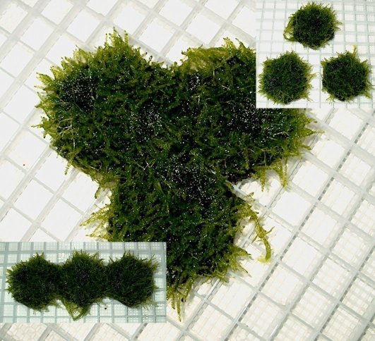 Java moss carpet grown on 2 inch hexagon tiles