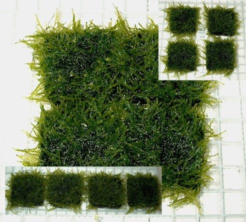 Java moss carpet grown on 2 inch square tiles