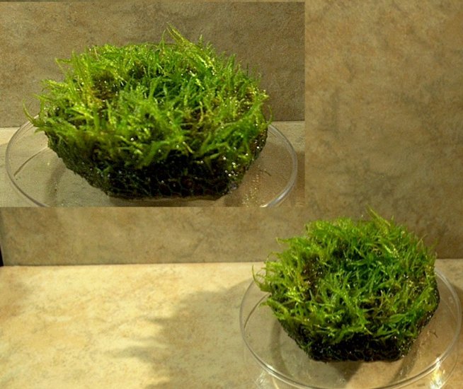 Java Moss on hexagon tile