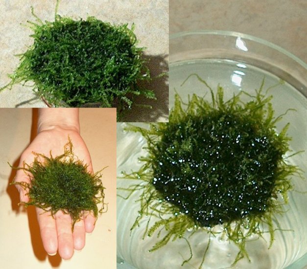 java moss floating
