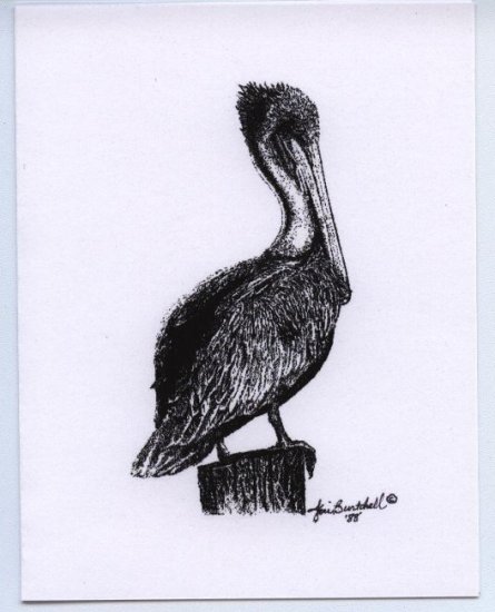 Pelican