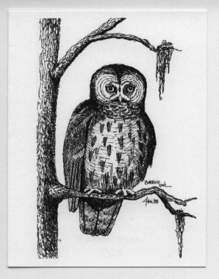 Barred Owl