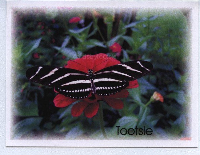 Florida Butterfly