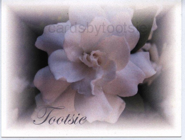 Gardenia