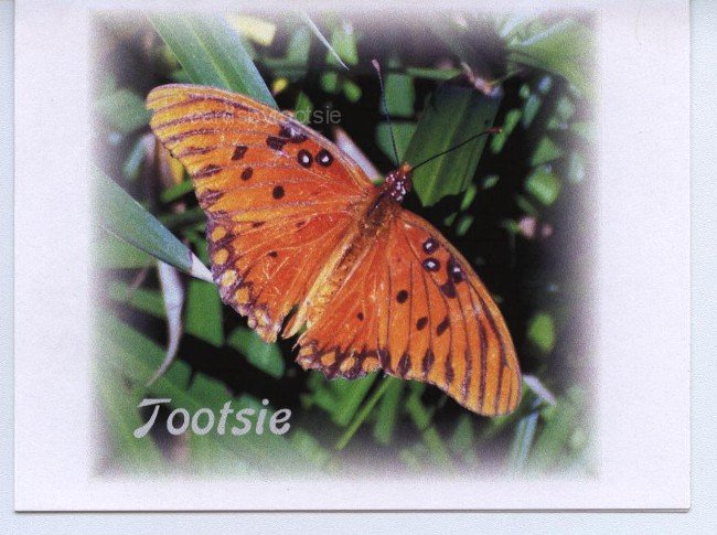 Orange Butterfly