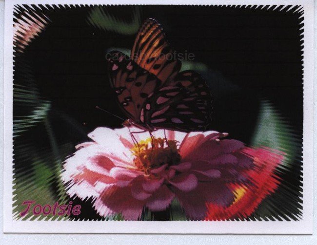 Butterfly on pink flower