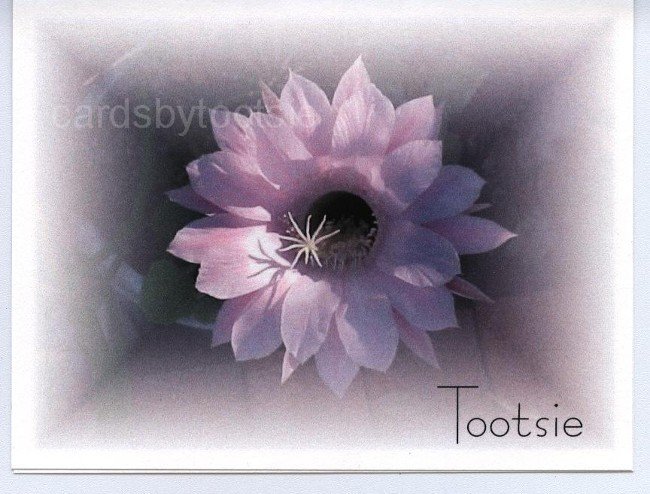 Cactus Flower